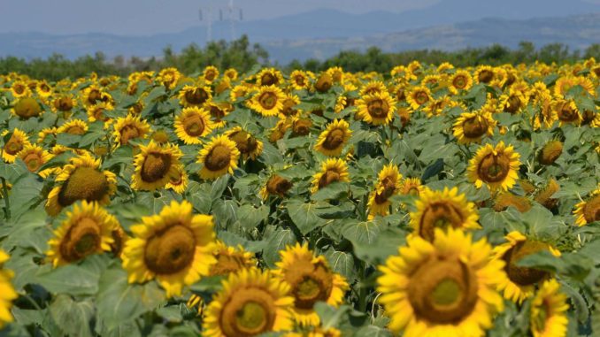 Uprawa słoneczników w Polsce