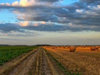 Rodzaje nawozów sztucznych