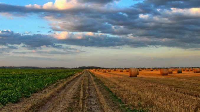 Rodzaje nawozów sztucznych