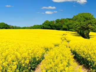 Uprawa rzepaku – jaka forma azotu będzie najlepsza