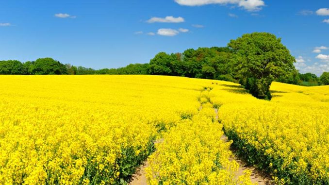 Uprawa rzepaku – jaka forma azotu będzie najlepsza