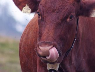 Ekologiczne pastwiska