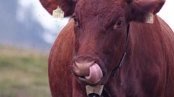 Ekologiczne pastwiska