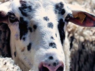 Systemy utrzymania owiec