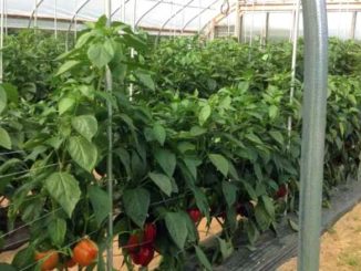 uprawa papryki