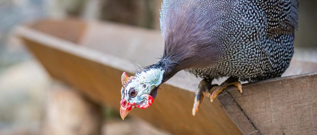 hodowla perliczek hodowla perliczek