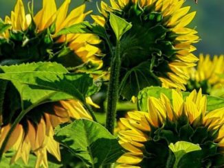 słoneczniki uprawa