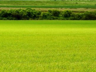 cesja umowy dzierżawy gruntu