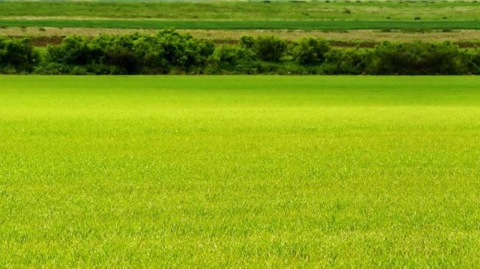 cesja umowy dzierżawy gruntu