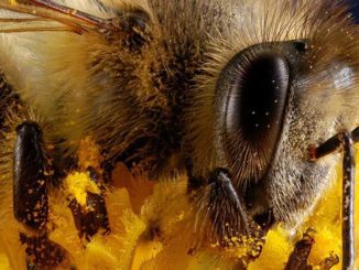 Pszczoła miodna