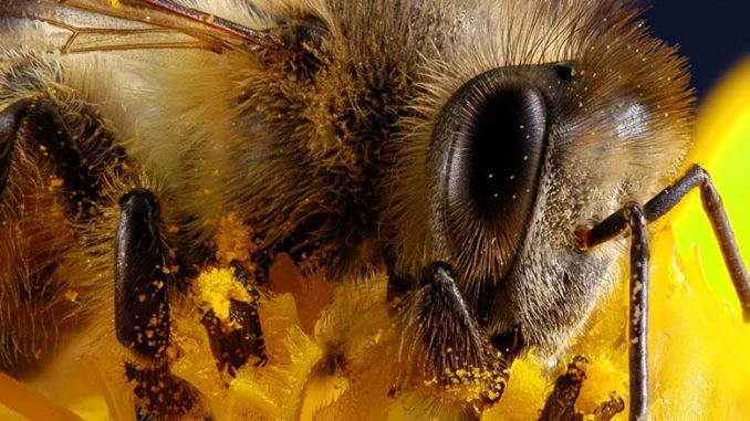 Pszczoła miodna