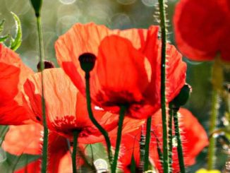 Uprawy maków w Polsce