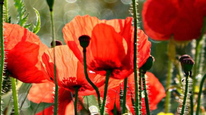 Uprawy maków w Polsce