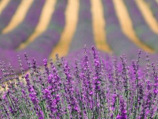 optymalne warunki glebowe i klimatyczne dla lawendy