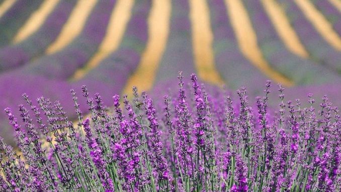 optymalne warunki glebowe i klimatyczne dla lawendy