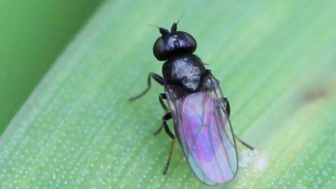 Ploniarka zbożówka