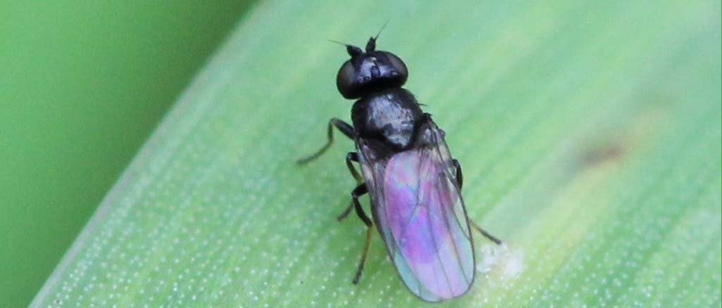 Ploniarka zbożówka Ploniarka zbożówka