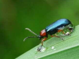 skrzypionka zbożowa