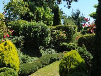 Krzewy iglaste – rodzaje i pielęgnacja