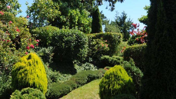 Krzewy iglaste – rodzaje i pielęgnacja