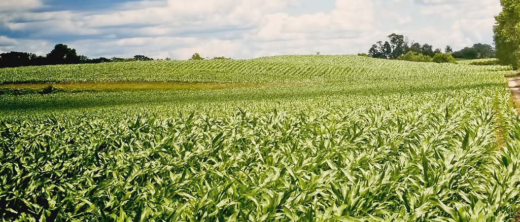 Zwalczanie chwastów Zwalczanie chwastów