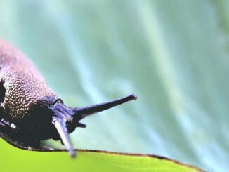 Zwalczanie ślimaków