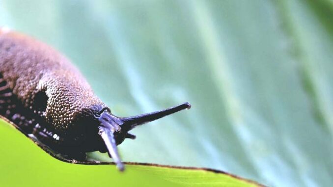 Zwalczanie ślimaków