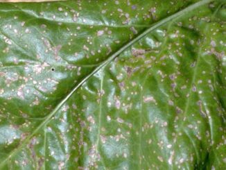 chwościk buraka cukrowego