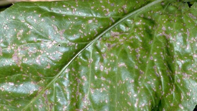 chwościk buraka cukrowego