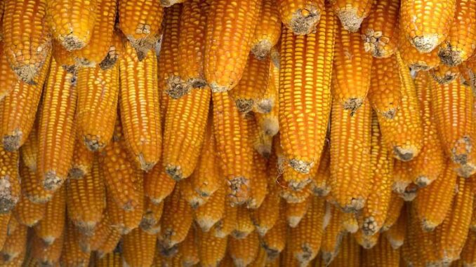 Mikotoksyny w uprawie kukurydzy