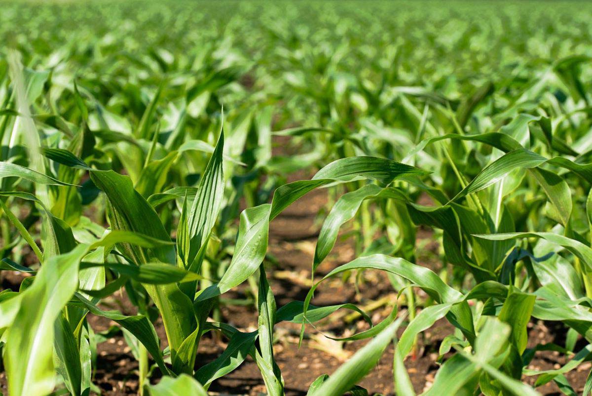 Choroby, szkodniki i regulacja łanu Choroby, szkodniki i regulacja łanu
