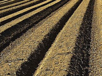 Co warto wiedzieć o glebie