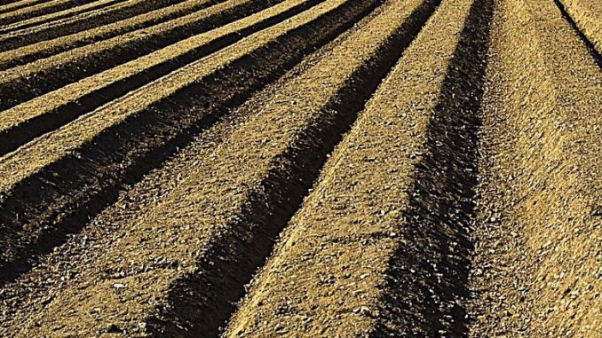 Co warto wiedzieć o glebie