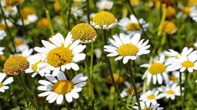 Czy opłaca się uprawianie ziół