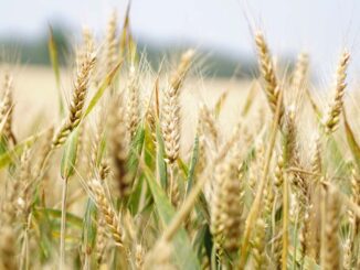 Czym kierować się przy wyborze odmiany pszenicy