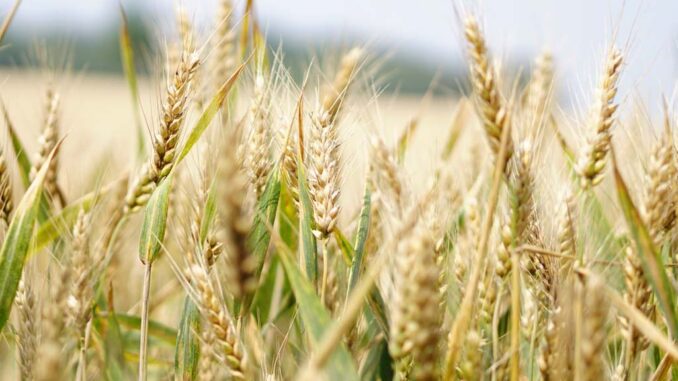 Czym kierować się przy wyborze odmiany pszenicy
