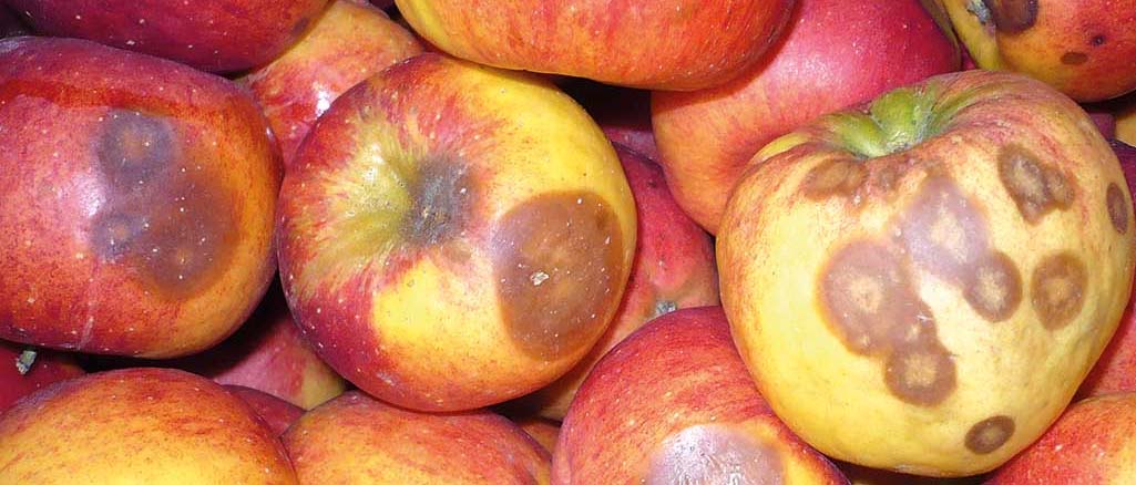 Gorzka zgnilizna jabłek Gorzka zgnilizna jabłek