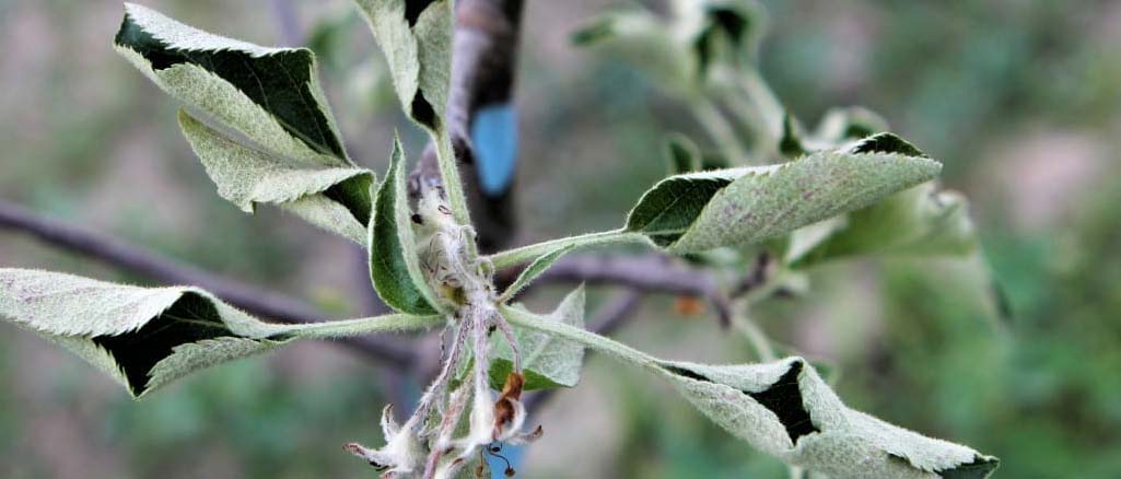 Mączniak jabłoni Mączniak jabłoni