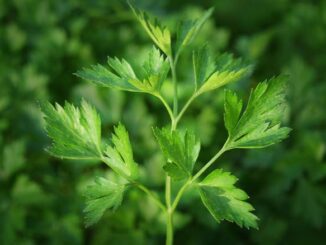 Pietruszka zwyczajna