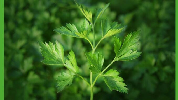 Pietruszka zwyczajna