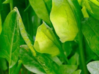 Szczaw – wymagania uprawowe, odmiany, siew, zbiór