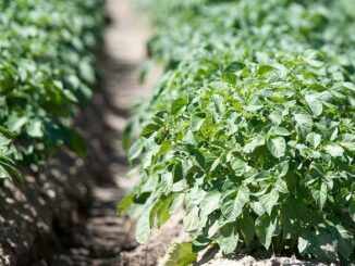 iemniak na polskich stołach