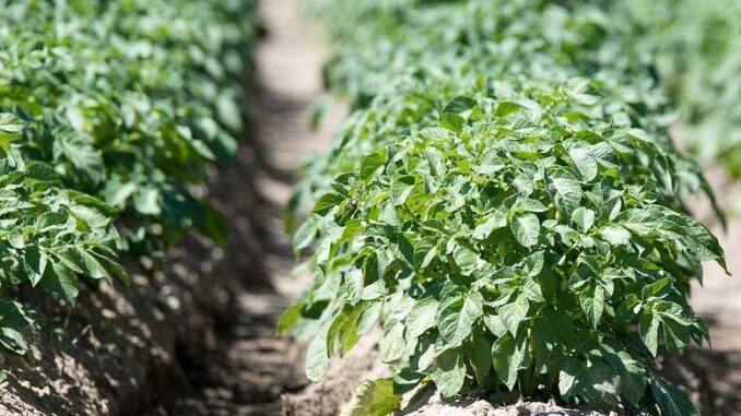 iemniak na polskich stołach