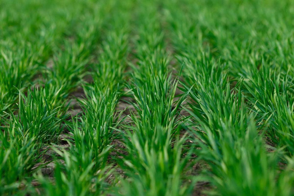 Herbicydowe klasyki i nowości 2021 Ochrona roślin – propozycje produktowe Nufarm, fot. Nufarm