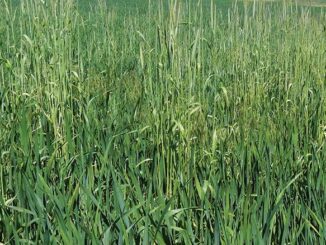 Agrotechnika uprawy żyta ozimego