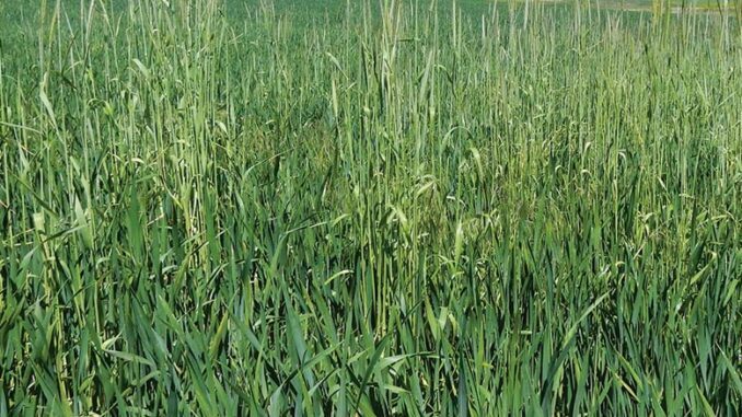 Agrotechnika uprawy żyta ozimego