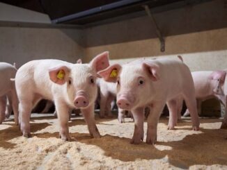 Hodowla świń duńskich