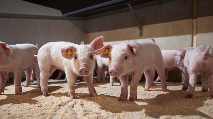 Hodowla świń duńskich