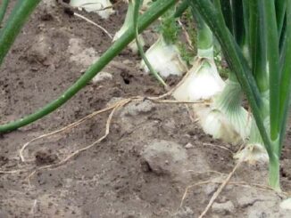 Plantacje cebuli – czy to jest opłacalne