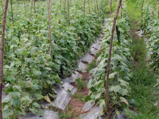 Uprawa ogórków gruntowych